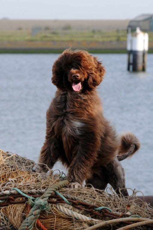 karakter portugese waterhond